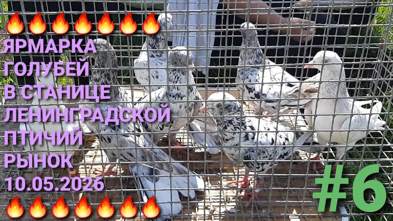 🔥🔥🔥 Ярмарка голубей в станице Ленинградской. Птичий рынок 10.05.26. Часть 6.