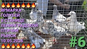 🔥🔥🔥 Ярмарка голубей в станице Ленинградской. Птичий рынок 10.05.26. Часть 6.