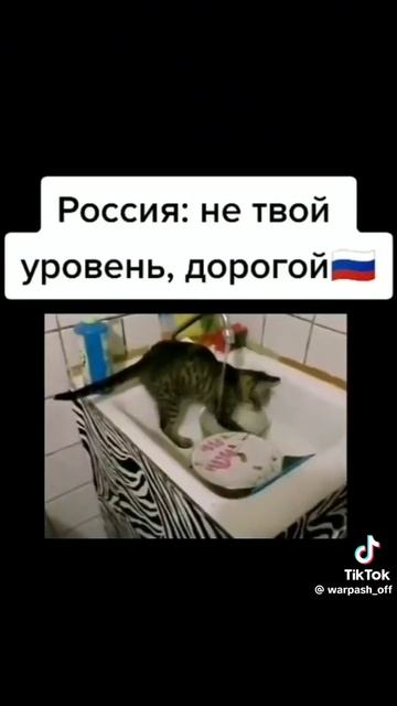 где умнее кошки в 🇺🇸 или в 🇷🇺
