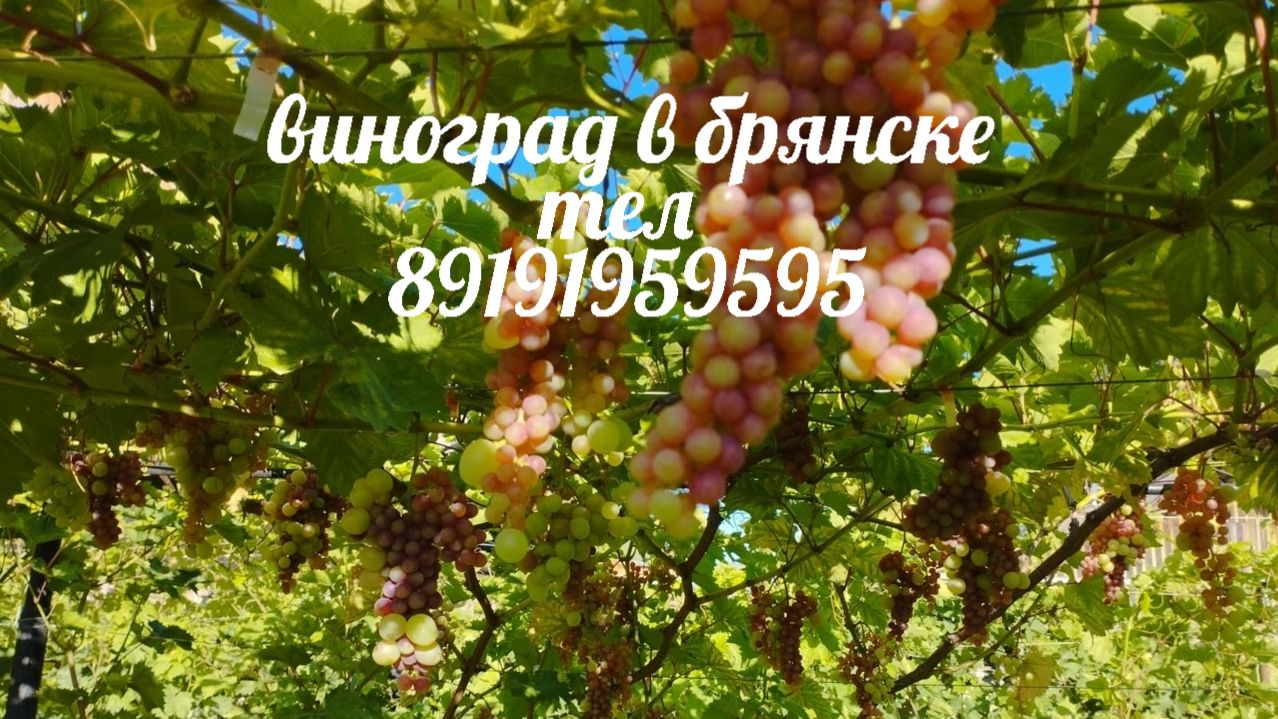 Виноград, нормировка побегами.