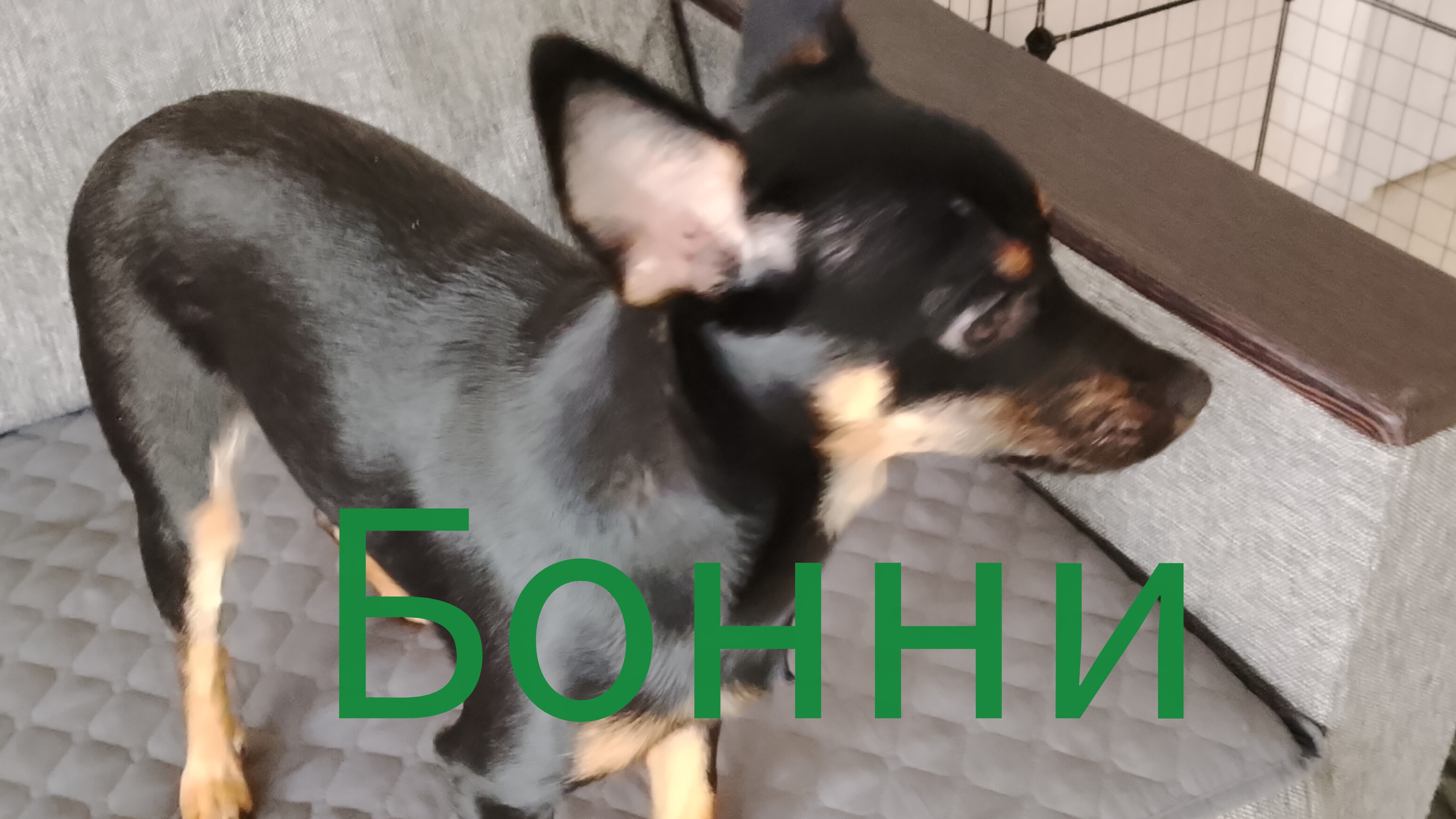 собака🐶 бонни смотреть онлайн