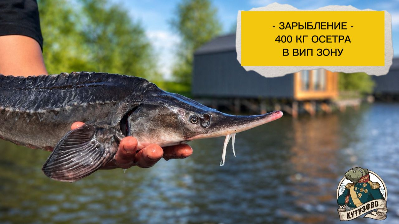 Запуск 400 кг осетра в вип зону