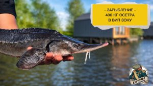 Запуск 400 кг осетра в вип зону