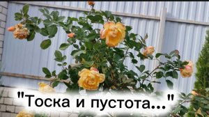 Тоска и пустота... Я так соскучилась...