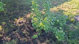 всё также уличные работы в саду 15.05.26
