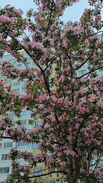 Весна #весна #москва #тепло #цветение