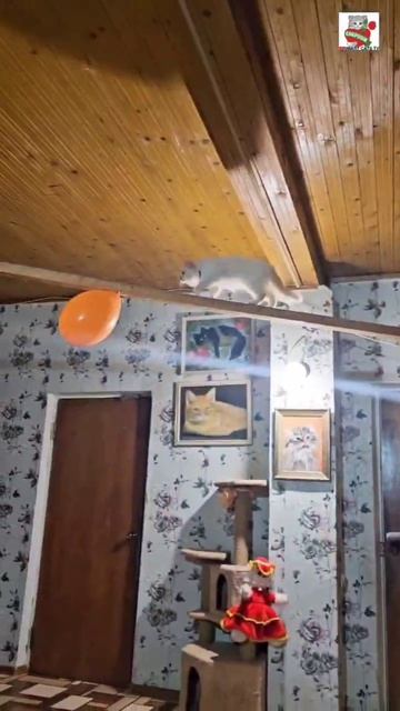 Трудолюбивая Настюня и днëм и ночью готова на шабашку 🌜🎈🪡💪😻👍🐈⬛✨️ #кошка