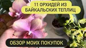 ОБЗОР покупок в Байкальских цветах. Новые Орхидеи #теплицыорхидей #байкальскиеорхи #обзорпокупок