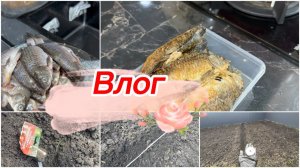Влог, первые посевы