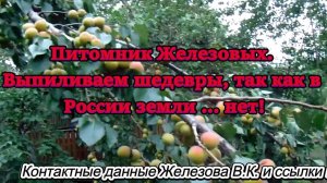 Питомник Железовых. Выпиливаем шедевры, так как в России земли ... нет!