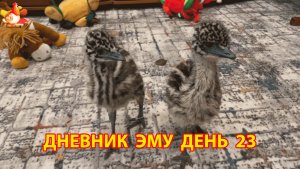 Дневник страусят Эму день 23