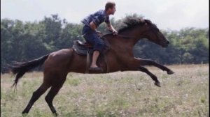 Очередное посвящение Году лошади:)