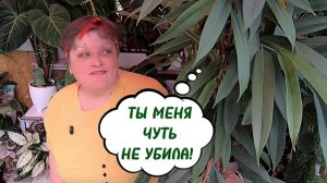 3 ПРИЧИНЫ ЛИСТОПАДА ФИКУСОВ.  Спасаю любимый фикус Амстел Кинг. 15-05-2026