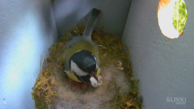 (Сливки шоу) У НАС РОДИЛИСЬ ПТИЧКИ, НО НА КОРМУШКУ НАПАЛ ХИЩНИК