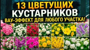 13 цветущих кустарников, посадил 1 раз и 10 лет радуешься, какие варианты выбрать для вашего сада