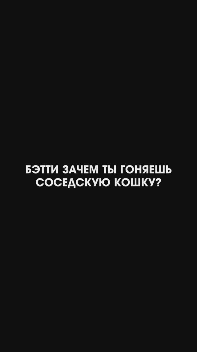 А ваши «Алабаи» гоняют местных усатых ? 😂🐈