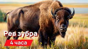 Звуки для соседей - Рев зубра