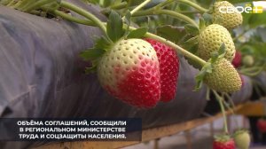 Предгорный округ продолжает реализацию программы соцконтрактов