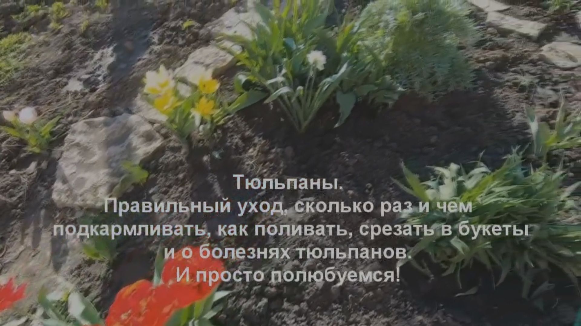 Уход за тюльпанами до и после цветения. Чем и когда подкормить, как срезать и немного о болезнях.