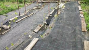 Важные работы с виноградом в мае.