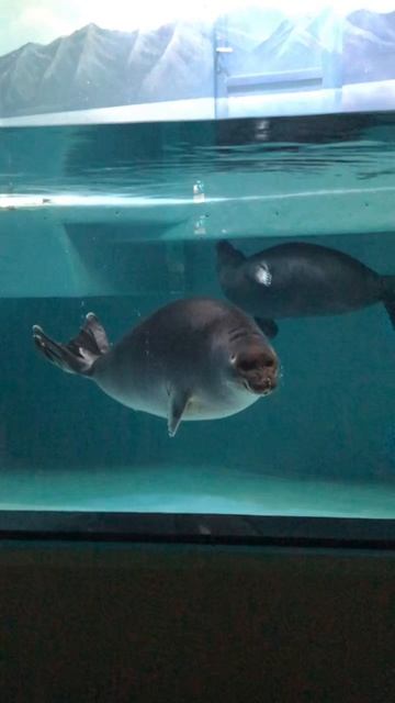Морской котик или морж?