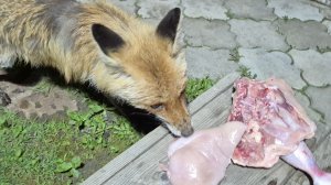 (1273) Лиса приходит в гости. Май 2026