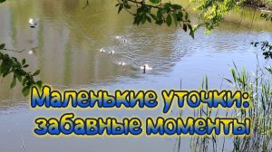 Маленькие уточки: забавные моменты.