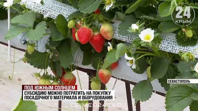 101 тонну клубники планируют собрать фермеры Севастополя в этом году