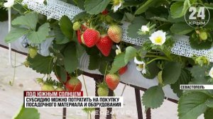 101 тонну клубники планируют собрать фермеры Севастополя в этом году