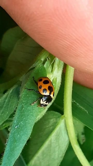 Коровка семипятнышковая Hippodamia septemmaculata