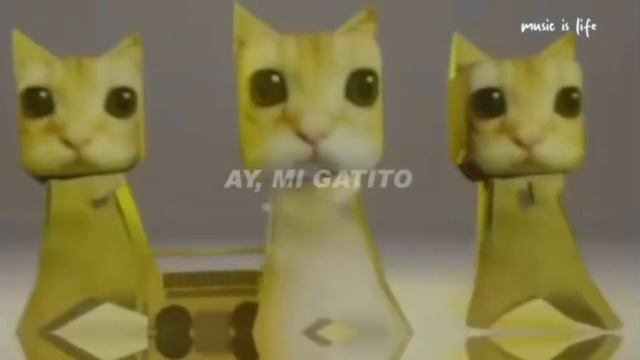 AY MI GATITO MIAU MIAU