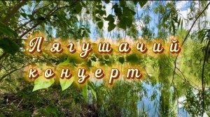 Утренний позитив, лягушачий концерт