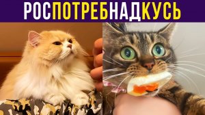 РосПотребНадКусь))) Приколы с котами