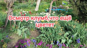 Осмотр клумб,цветов,что ещё цветёт. 15-05-2026