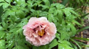 Весенний дождь в саду🌸☔️🌸☔️🌸 зацветают пионы, 15 мая 26г🌿