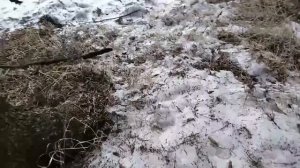 1000091210.mp4весна ранняя