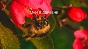 Май в деревне