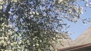 ЁК МАКАРЁК🤦🤣☀️ КАКОВА  КРАСОТА ☝️ 🌺💮🌹У МОЁМ🙋 САДОЧКЕ 🤗