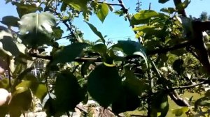 Летняя обрезка яблони и груши.