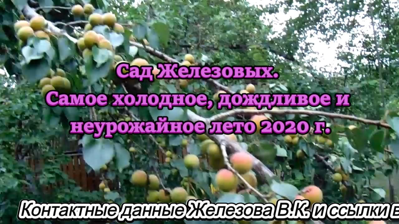 Сад Железовых. Самое холодное, дождливое и неурожайное лето 2020 г.