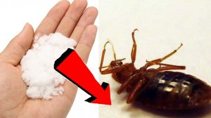 Как избавиться от клопов За 3 Секунды!