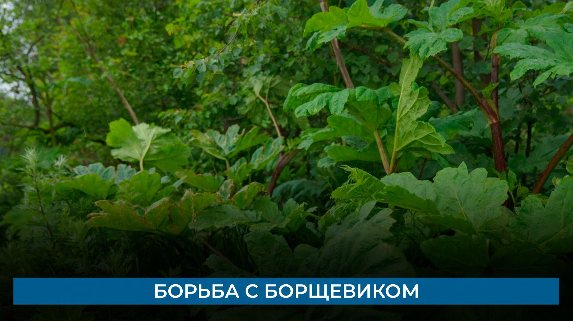 Борьба с борщевиком