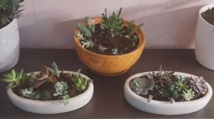 ✅️Цветов много не бывает. Суккуленты посадила.