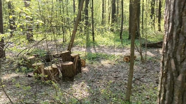 Утром в парке смотреть онлайн