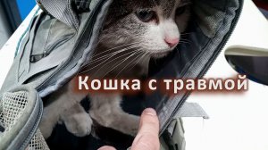 Кошка с травмой... и лечить теперь её мне