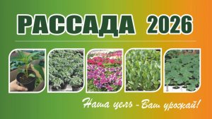 ООО АТФ АГРОС Рассада 2026