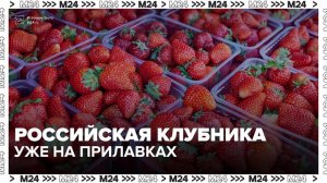 Сезон отечественной клубники стартовал в России - Москва 24