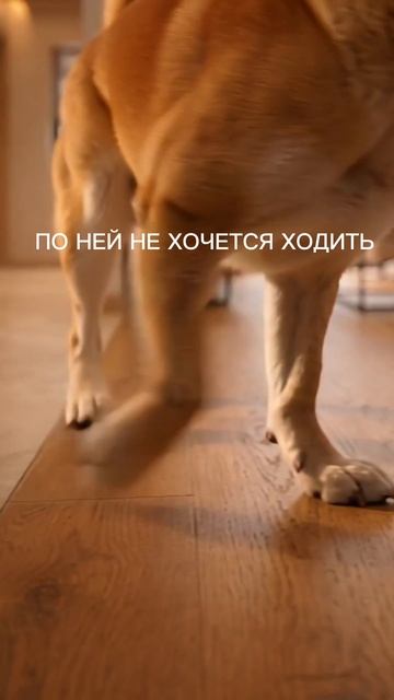 Как выбрать пол если в доме животные