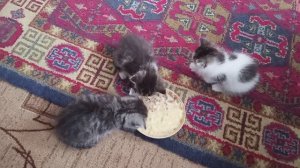 Котята сбежали и потратили все деньги с моей карты на квас  + сажу редиску