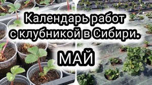 Что делать с клубникой в мае? Календарь работ с клубникой в Сибири в мае.